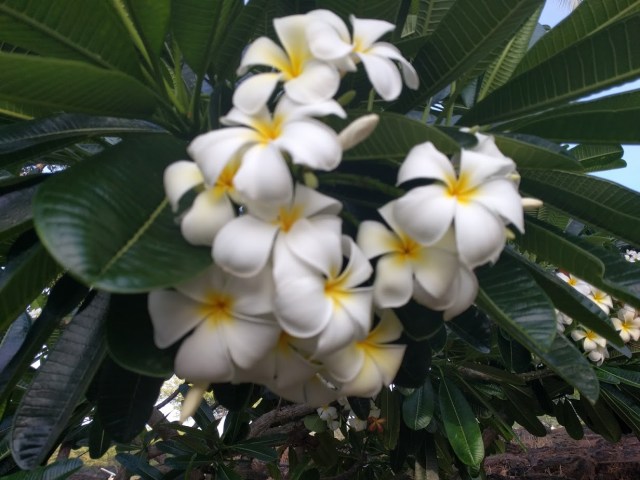 Plumeria